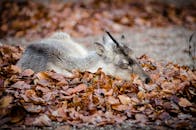 一只安静的驯鹿栖息在干枯的秋叶中，展现了秋天与野生动物宁静的本质