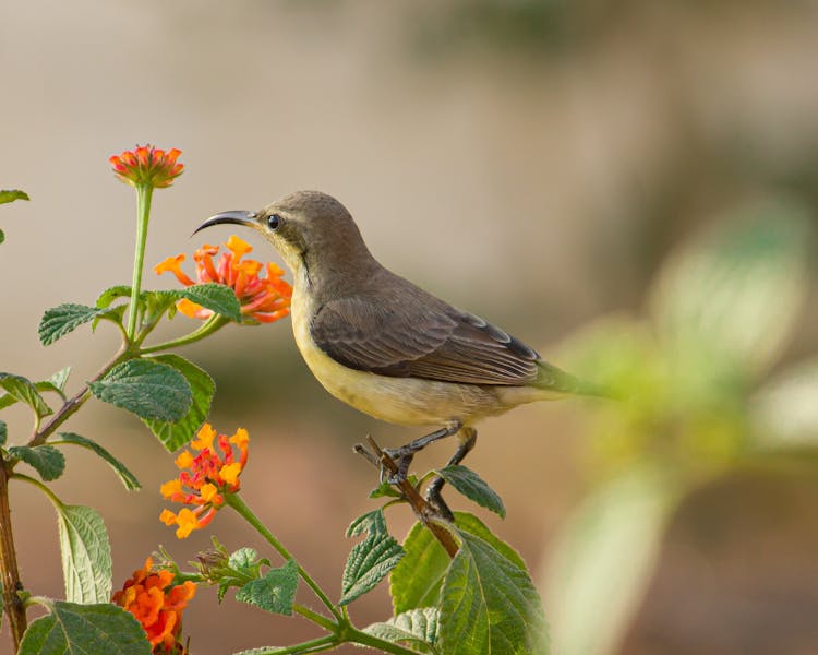 Close-Up Shot Of A Sunbird