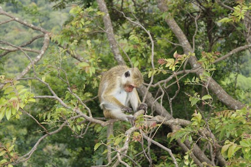 Asian monkey on the tree at sigiriya