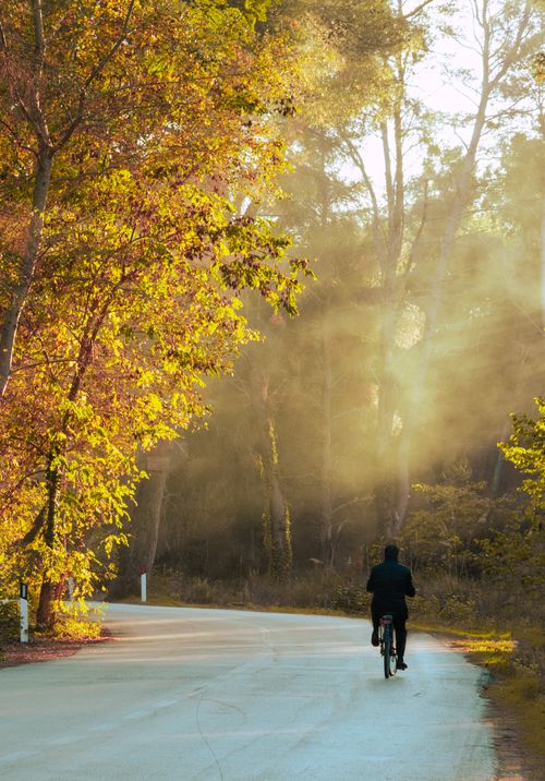 Free A lone cyclist travels along a foggy road amidst the autumn foliage in Fier County, Albania. Stock Photo