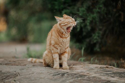 Yawning Ginger Cat 