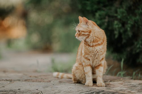 Ginger Cat Outdoors
