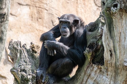 Free Chimpanzee resting on a tree trunk in a sunny outdoor setting, showcasing natural behavior. Stock Photo