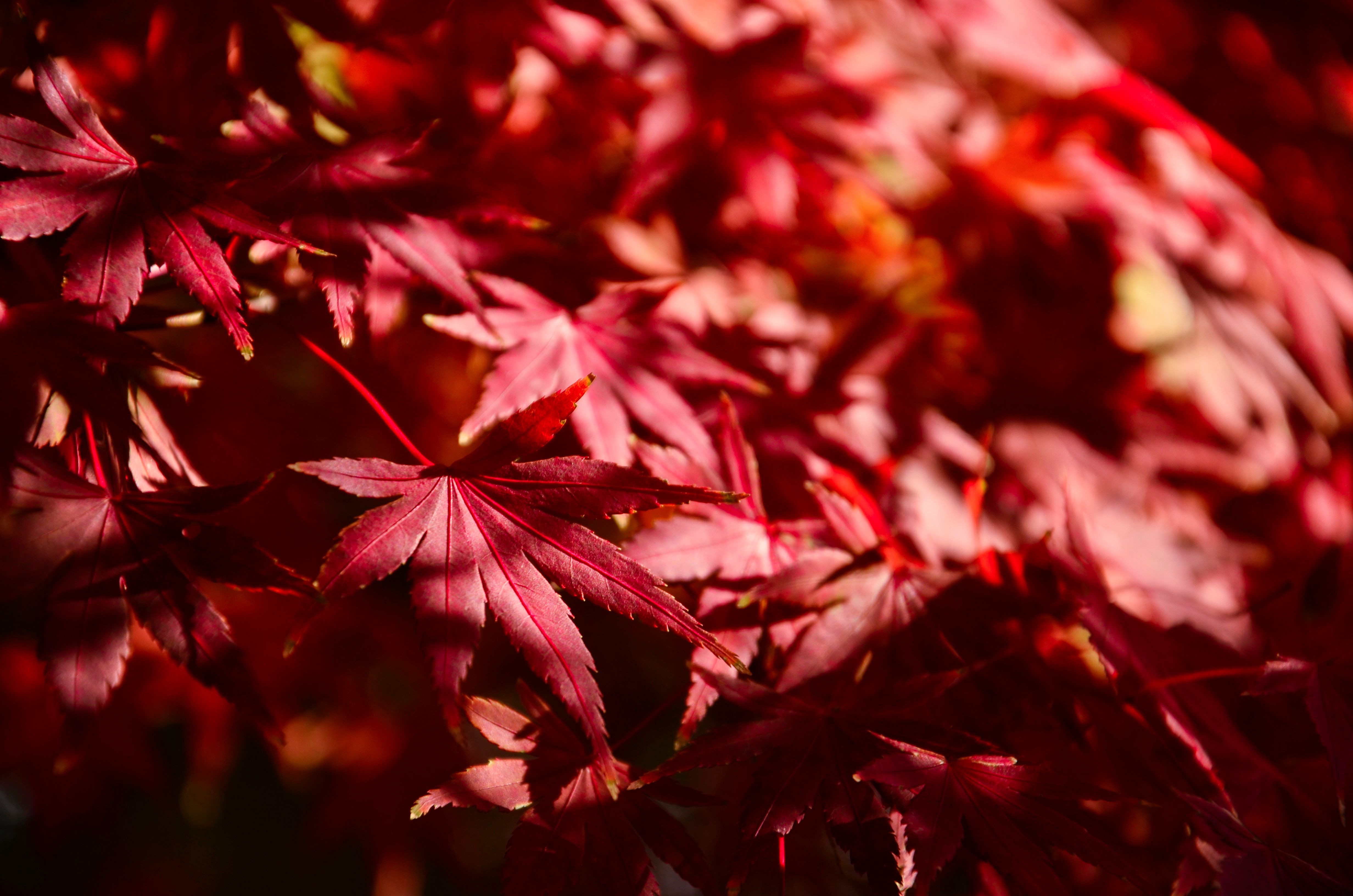 Crimson autumn leaves