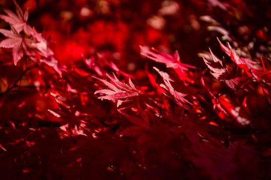 Close-up of vivid red maple leaves showcasing natural autumn beauty.