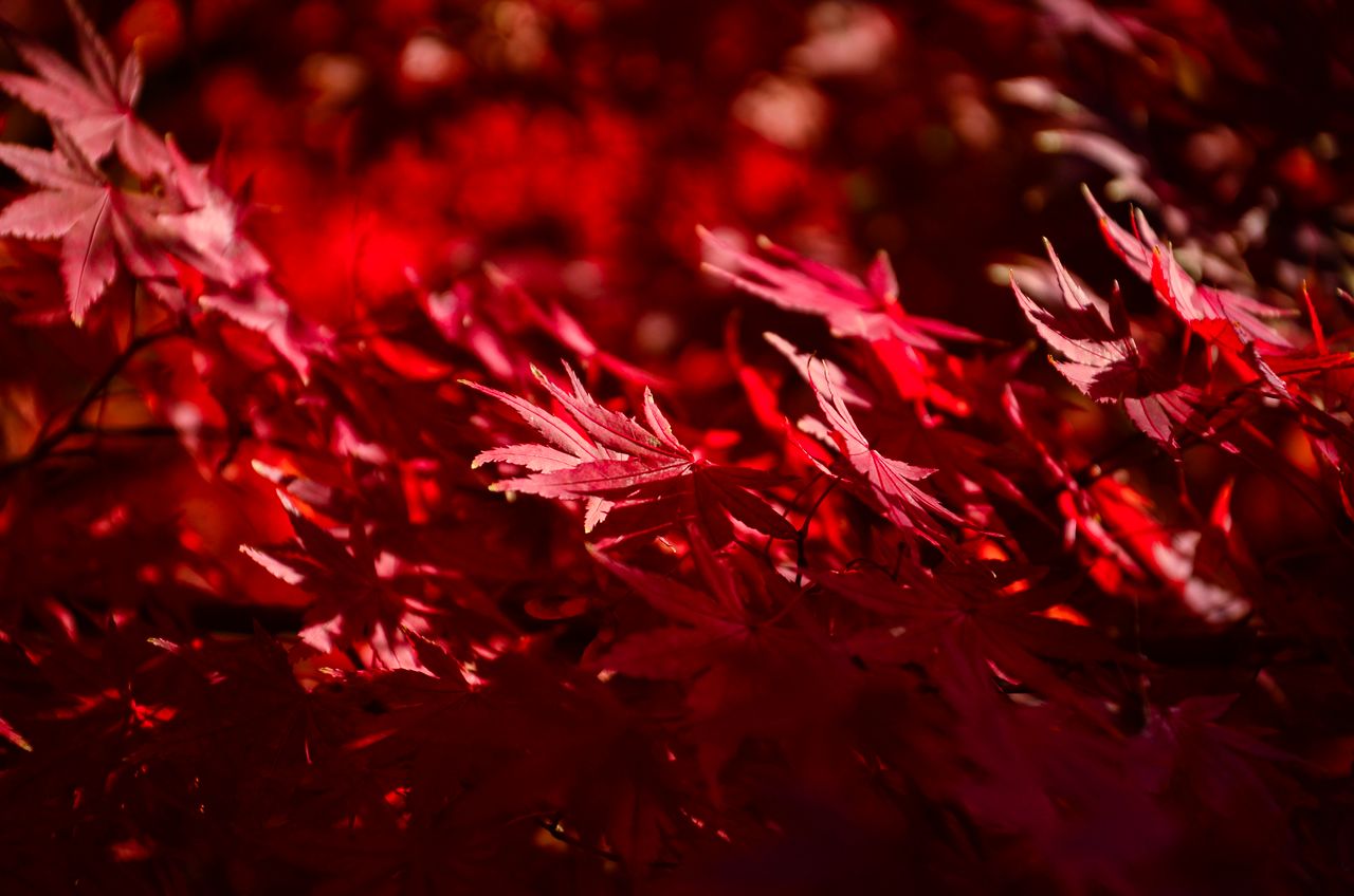 close up of vivid red maple leaves showcasing natural autumn beauty
