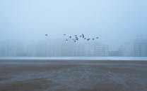 一群鸟飞过雾蒙蒙的海滩，背景是城市建筑