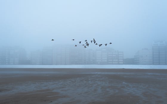 雾蒙蒙的海滩上，一群鸟飞过，背景是城市建筑