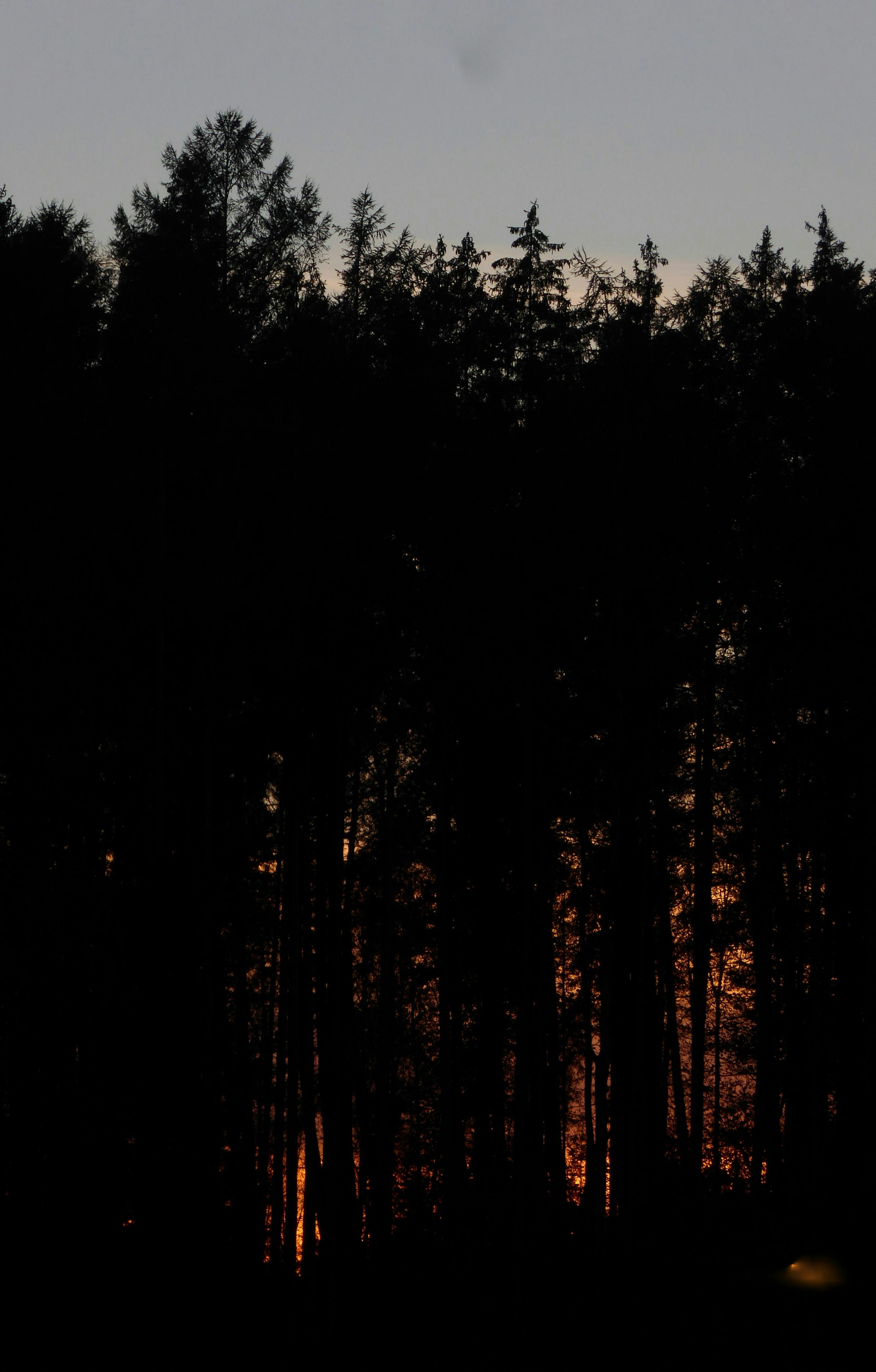forest at night tumblr