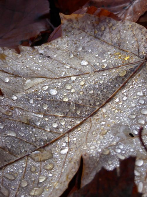 Free Macro shot of a fallen autumn leaf adorned with raindrops, capturing the beauty of nature. Stock Photo