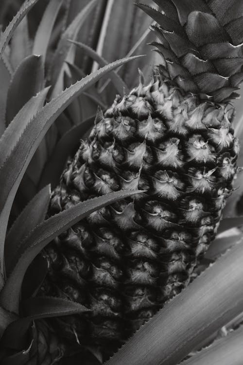 Close-up of a Pineapple 