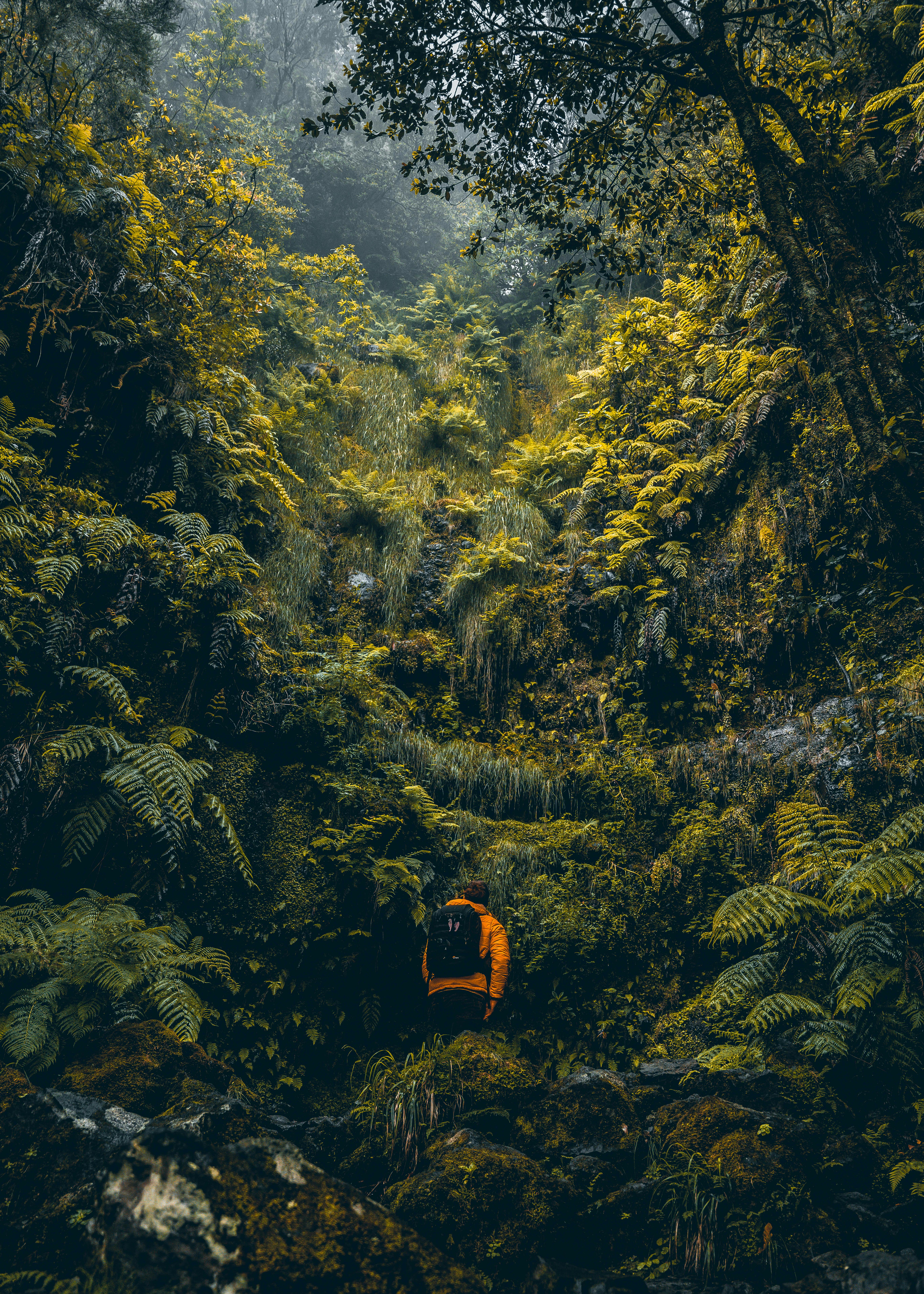 Person hiking through lush greenery in Madeira, showcasing vibrant natural beauty.