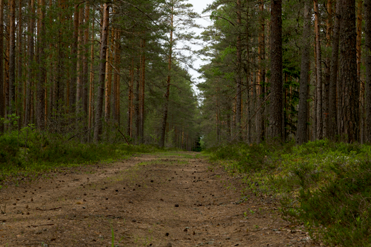 A tranquil dirt path runs through a lush, dense forest of tall trees and greenery.