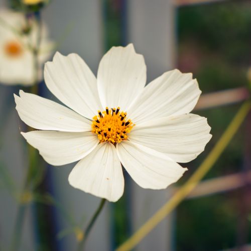 Free Detailed view of a white cosmos flower with yellow center, outdoors in natural lighting. Stock Photo