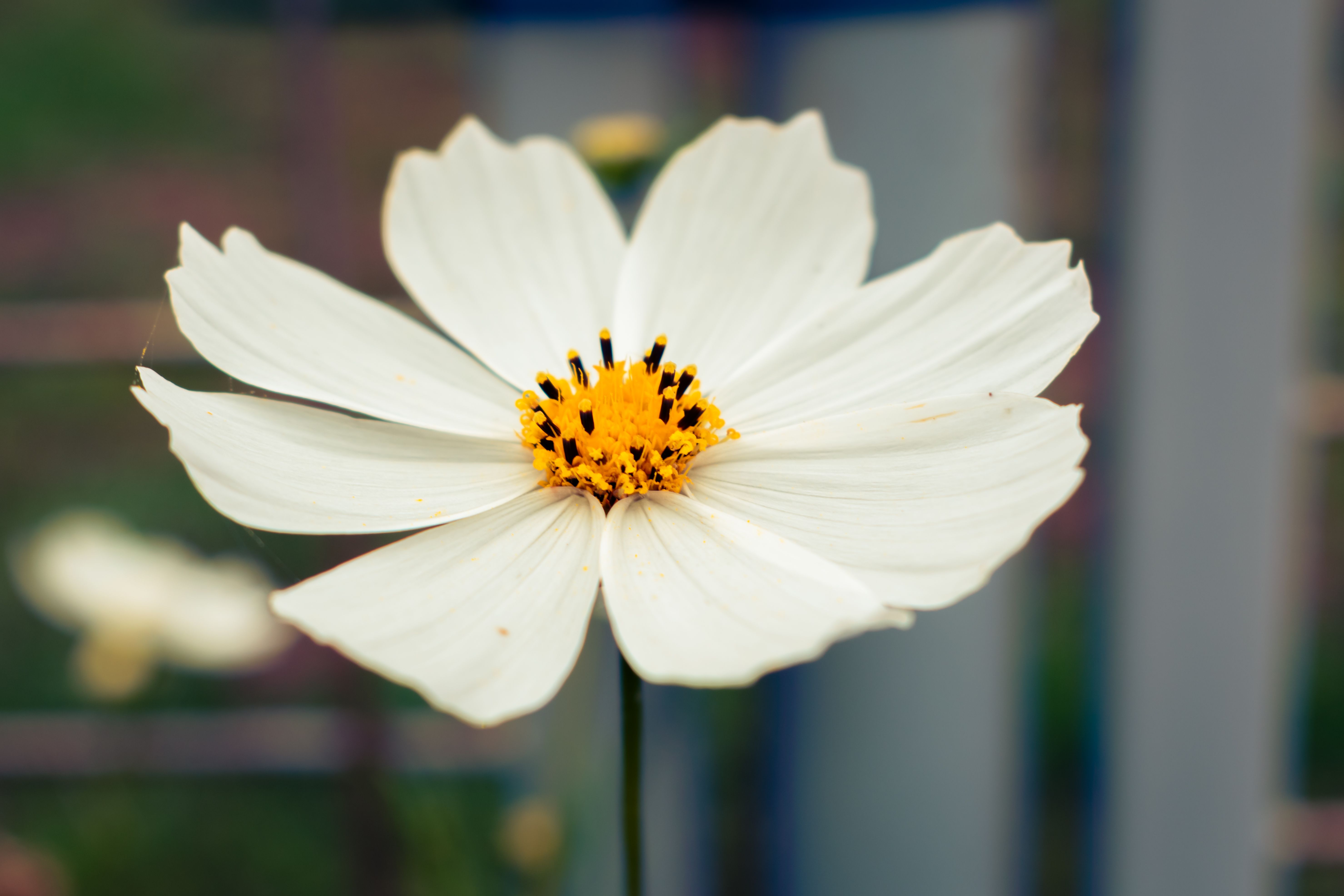 White Flower in Close Up Shot · Free Stock Photo