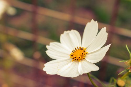 Free Detailed close-up of a blooming white Cosmos bipinnatus flower outdoors in natural light. Stock Photo