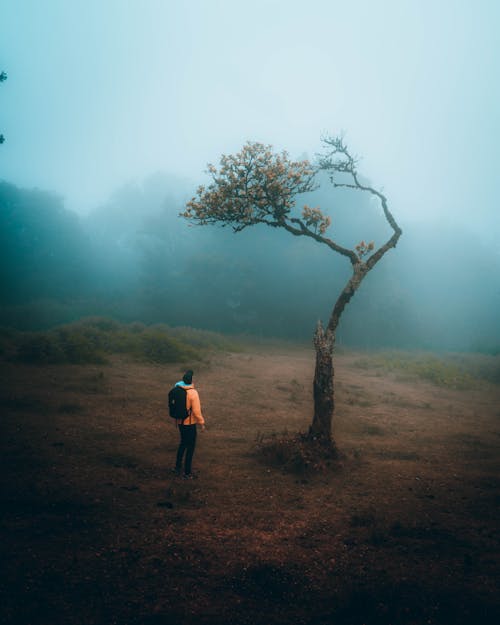 Hiker in a Foggy Clearing Looking at a Tree