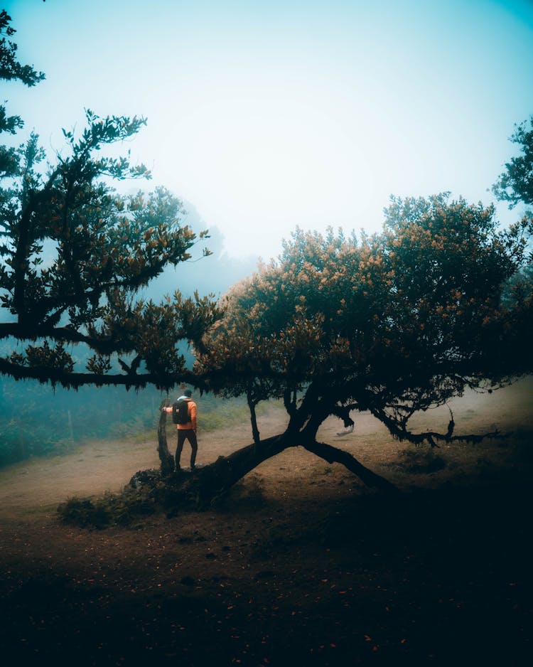 Man On Footpath Near Trees