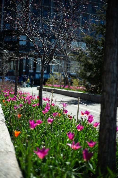 城市花园, 粉红色的郁金香, 花 的 免费素材图片