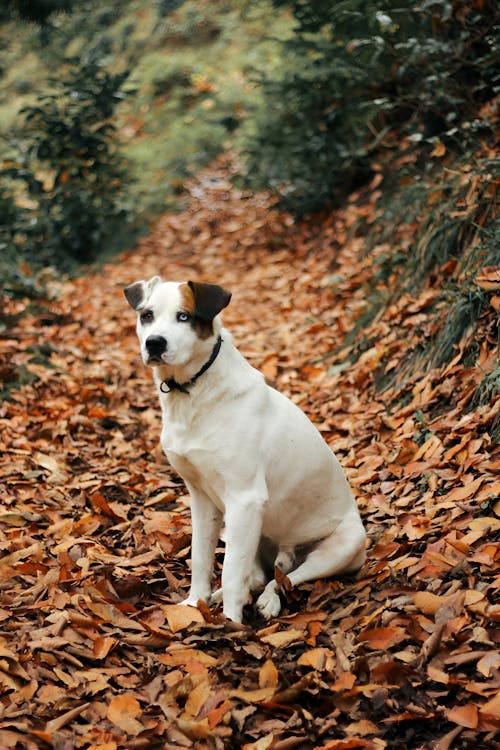 Photos gratuites de animal, canin, chien