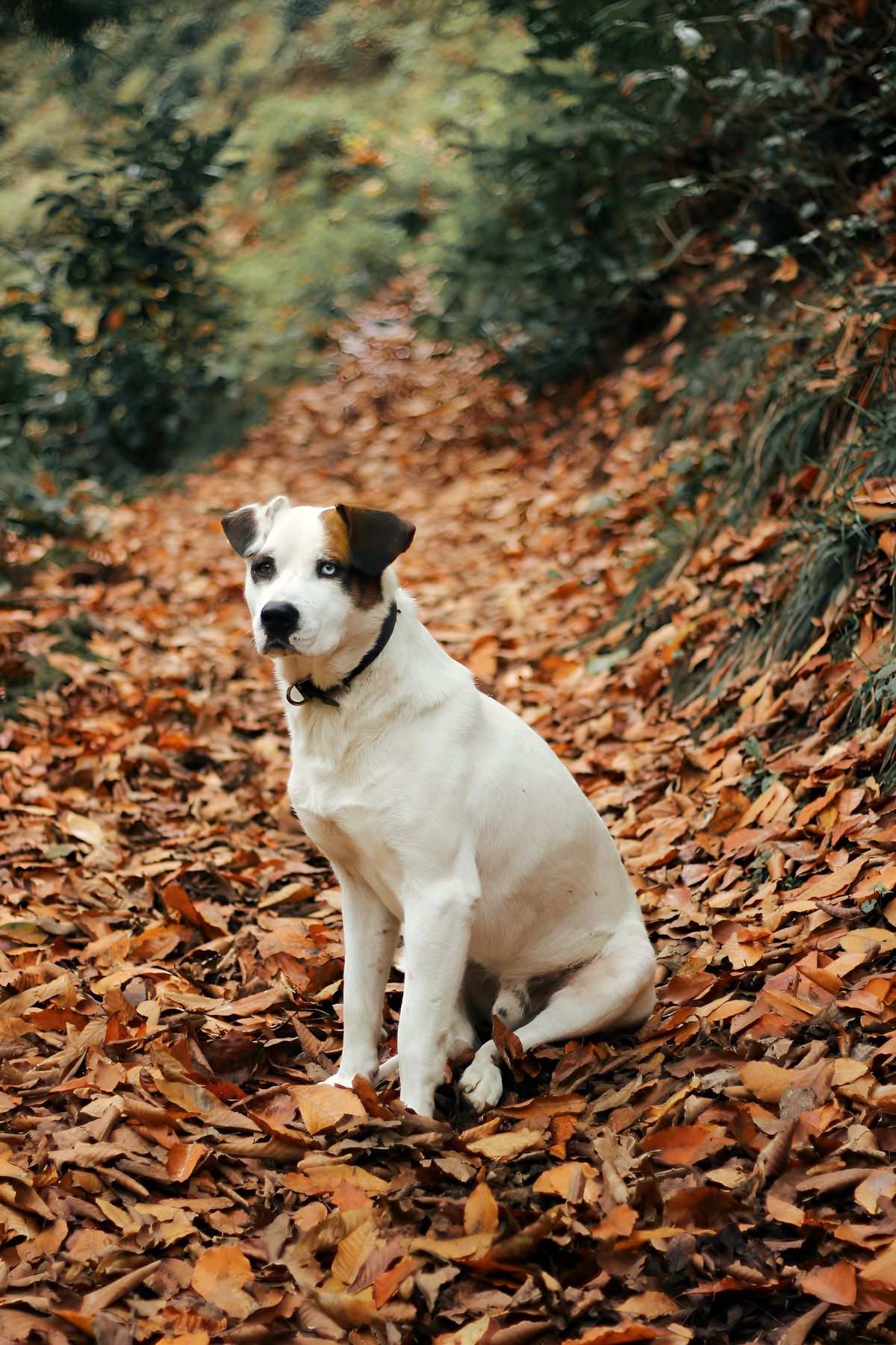 Spring and Fall Transitions: Adjusting Pet Routines Seasonally