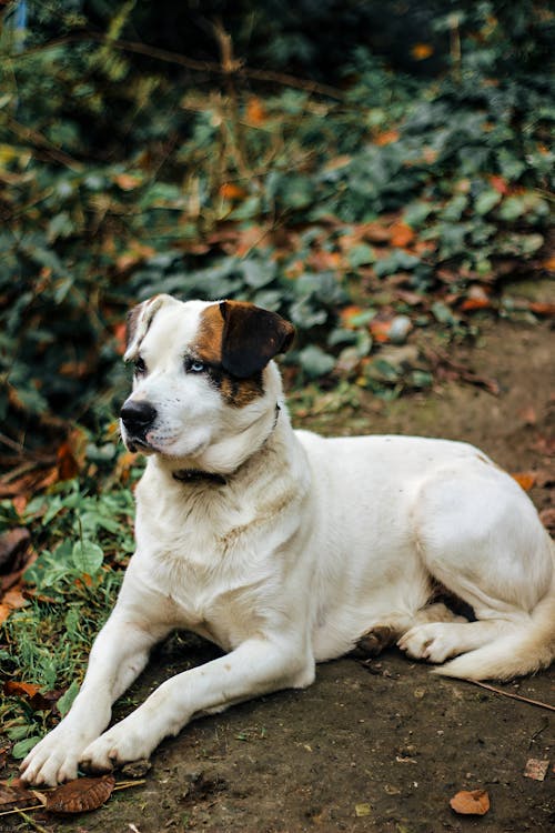 Photos gratuites de animal, canin, chien