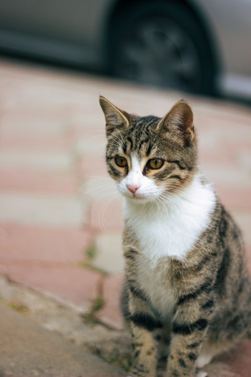 Free Adorable striped cat sitting on a sidewalk, looking calm and curious in an outdoor setting. Stock Photo