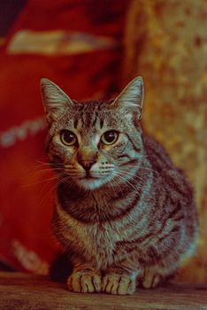 A striped domestic cat sits indoors, its curious eyes gazing forward.