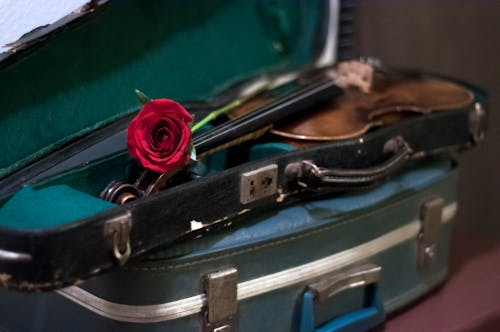 Free stock photo of rose, suitcase, vintage