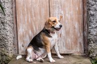 Beagle Beside Door