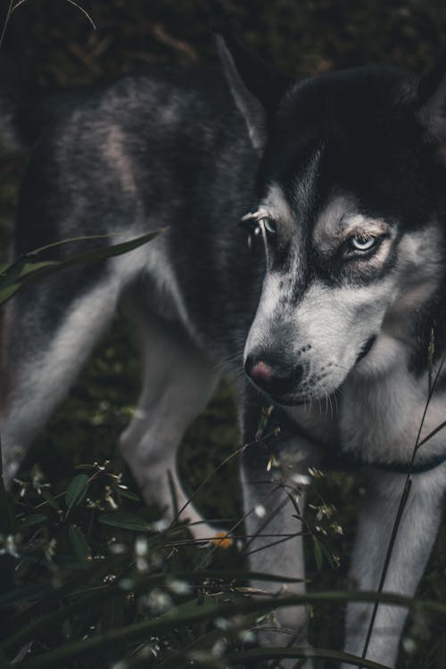 Immagine gratuita di animale, animale domestico, campo