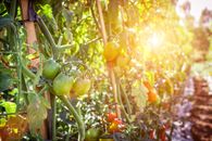 Photography of Fruits