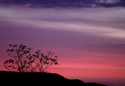 Free Tree silhouette against a vibrant pink and purple sunset sky creating a serene landscape view. Stock Photo