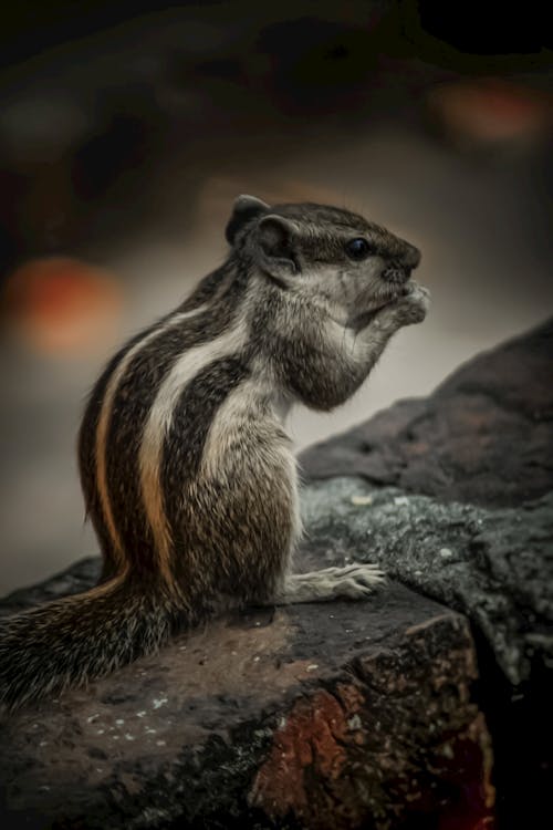 Free Squirrel Stock Photo