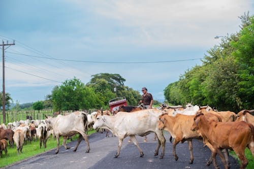 hayvan, kovboylar, nnature içeren Ücretsiz stok fotoğraf