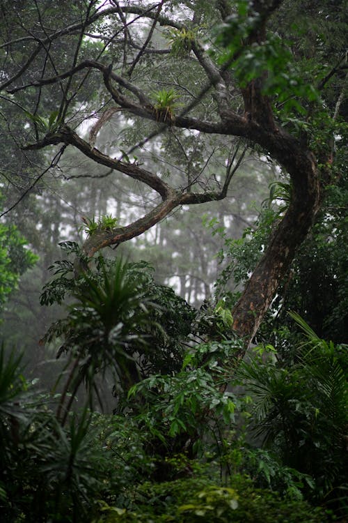 Gratis arkivbilde med nnature, panama city