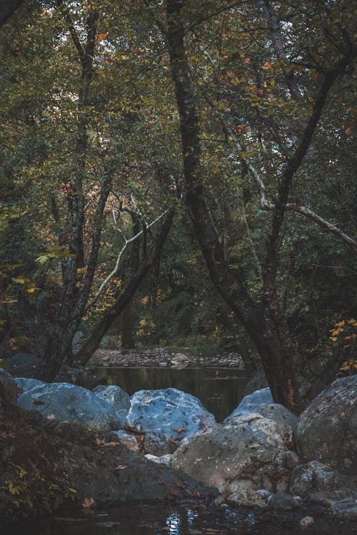 Trees near Rocks and Water in Forest · Free Stock Photo