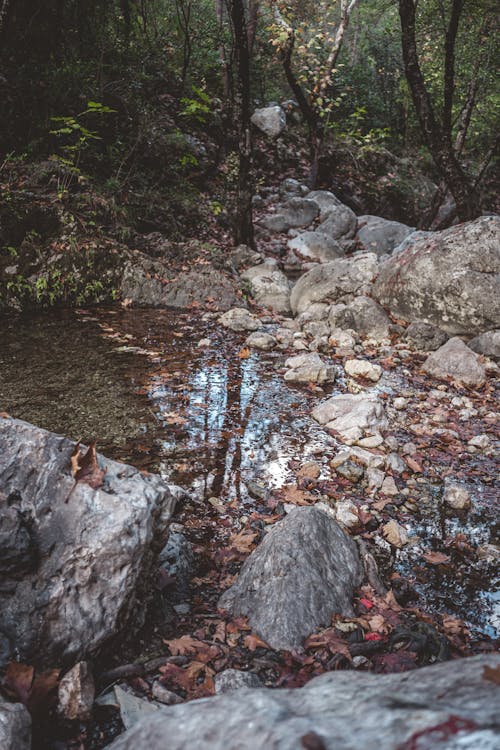 Stream in Forest