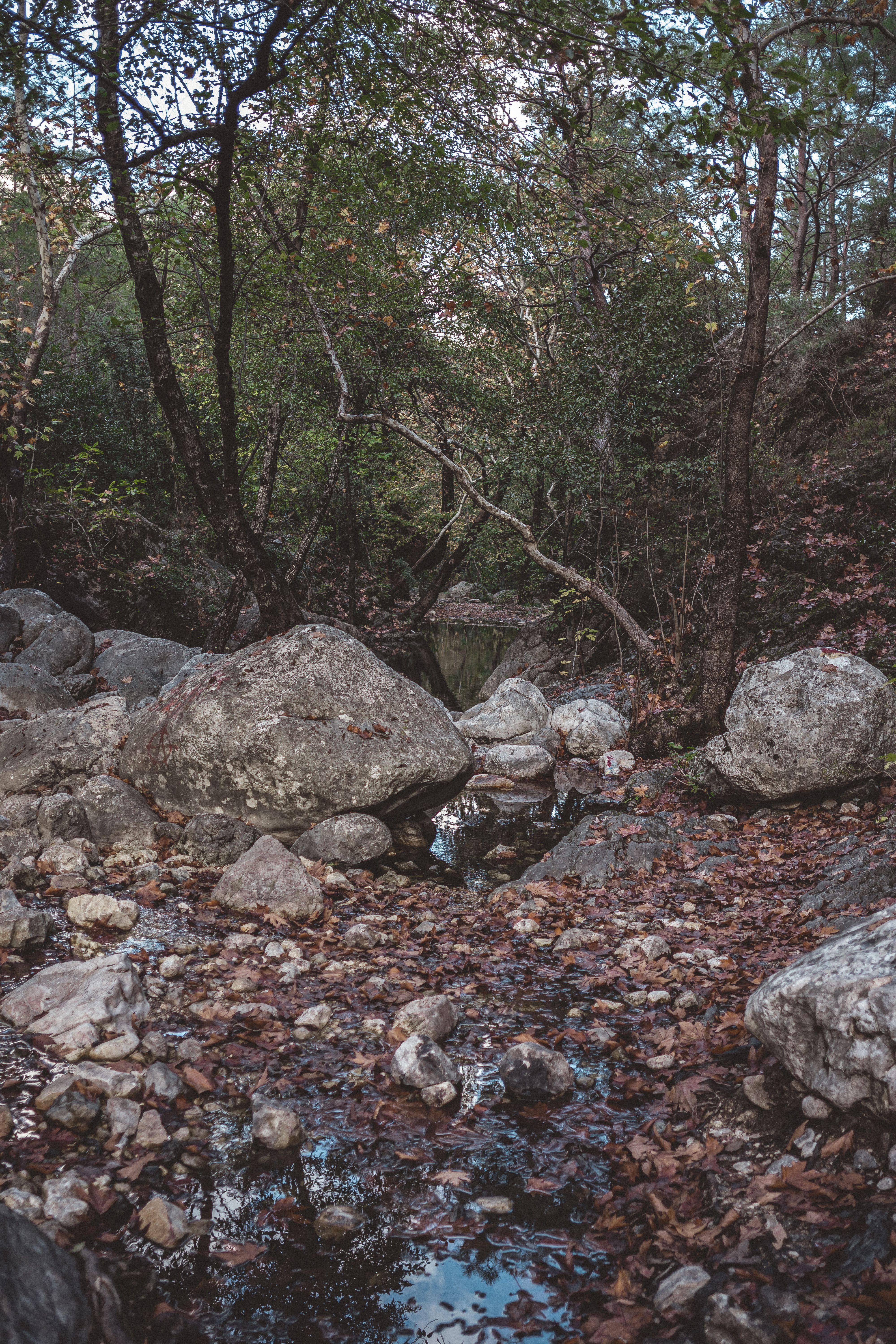 Rocks in Forest · Free Stock Photo