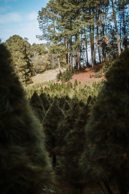 Gratis stockfoto met bomen, Bos, cipres