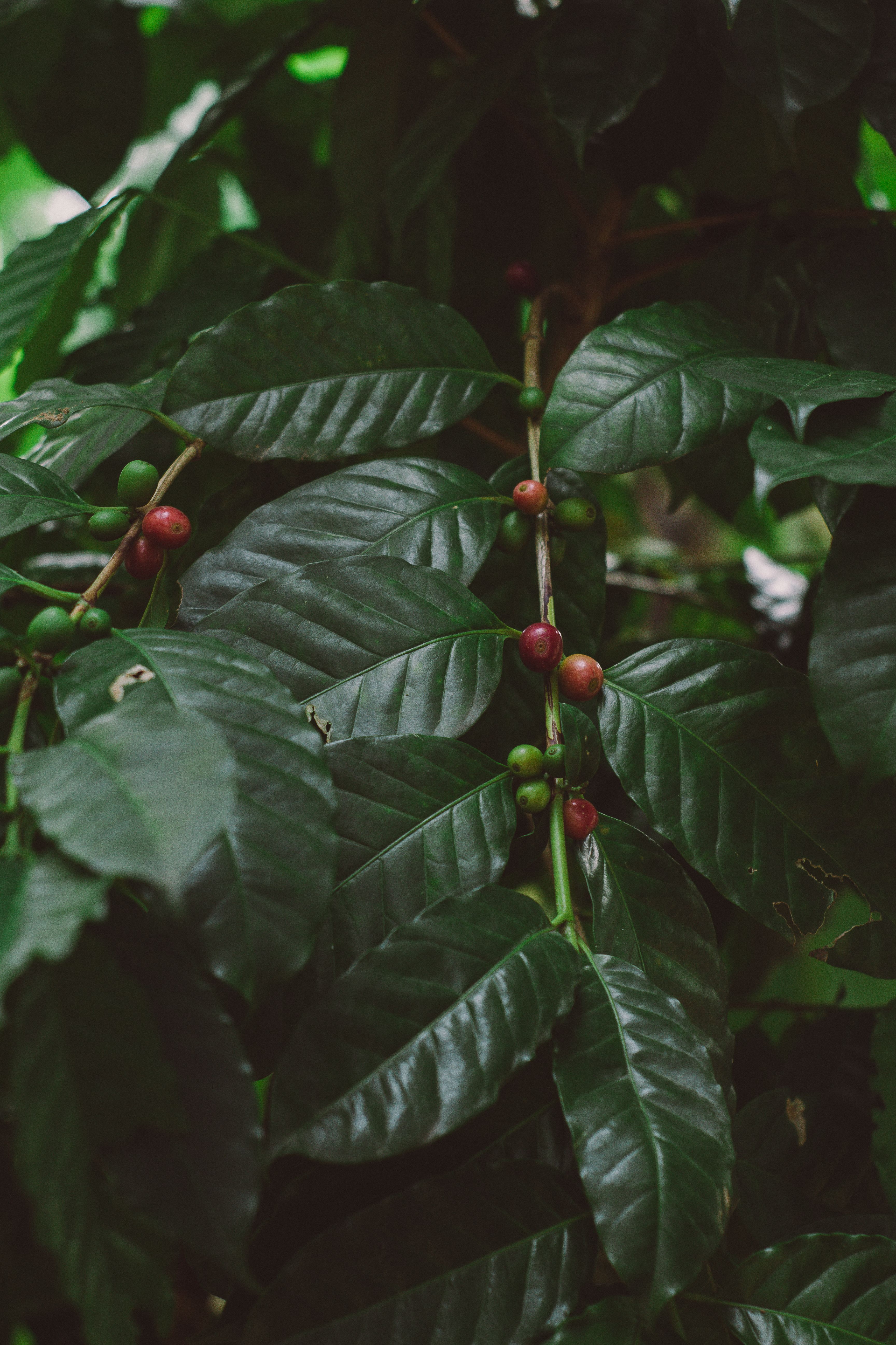 Coffee plant branches with green and red cherries