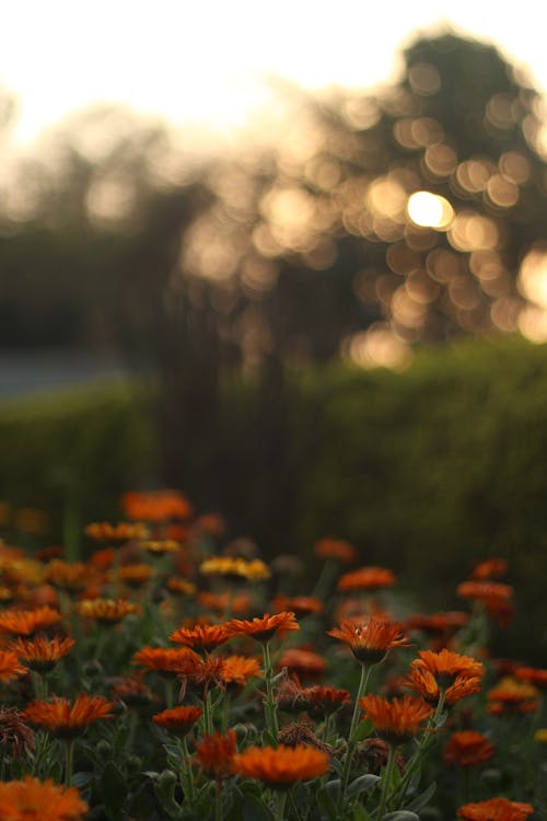 Orange Flowers