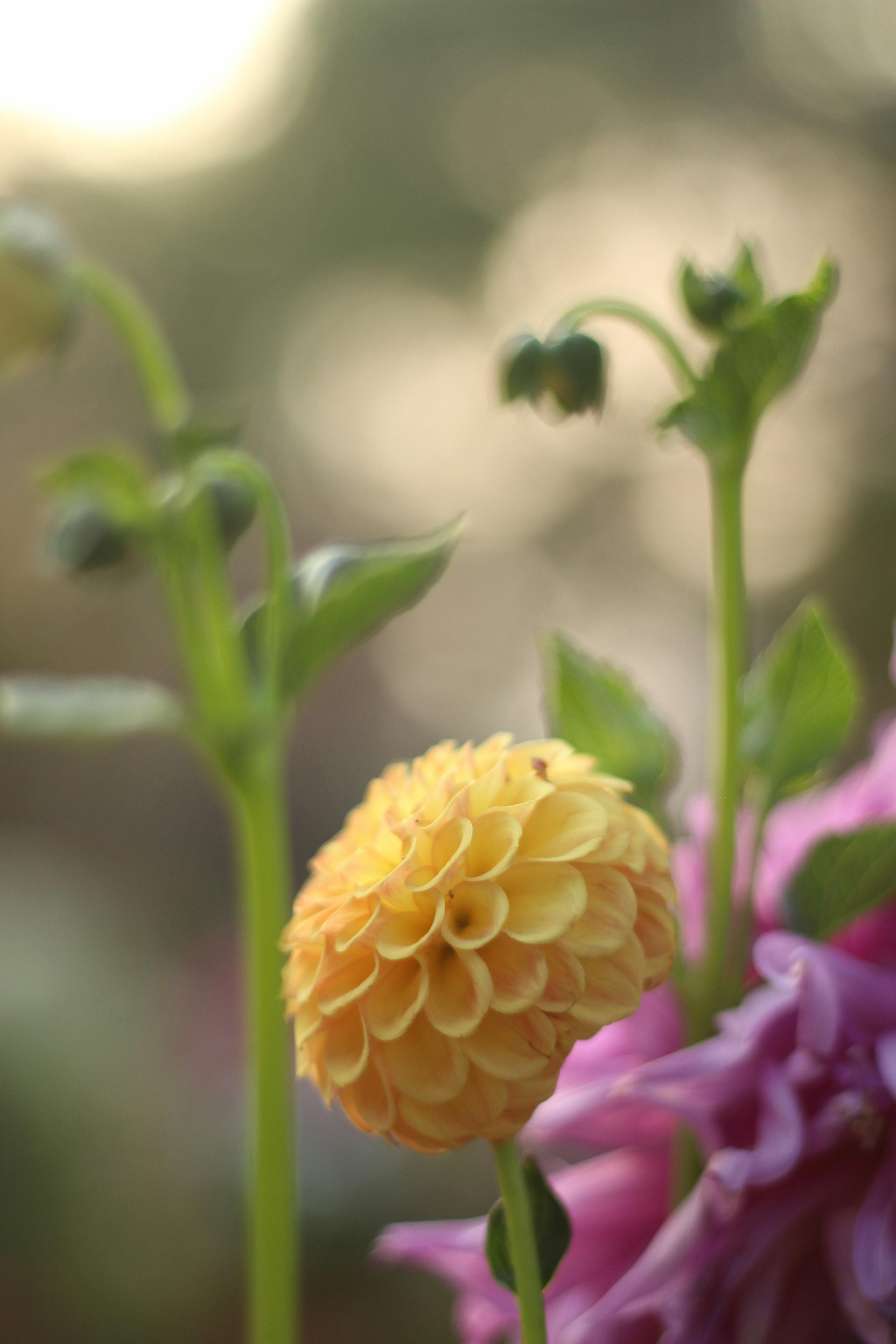 Kostenloses Foto zum Thema bild, blitz, canon