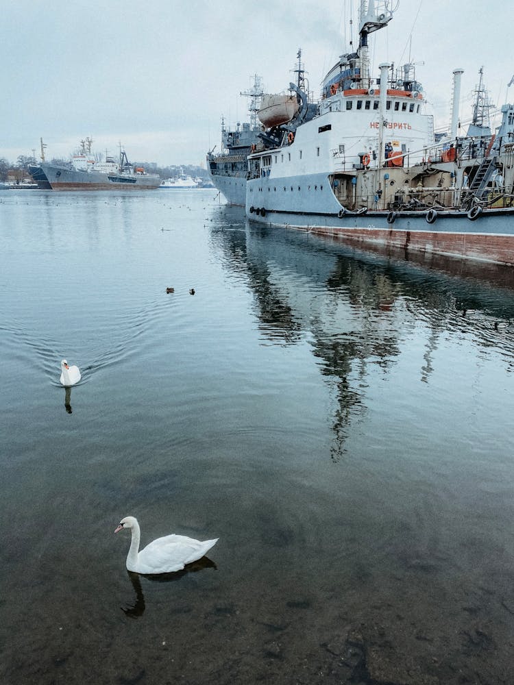 White Ducks Sailing On A Harbor With Docked Cargo Ships