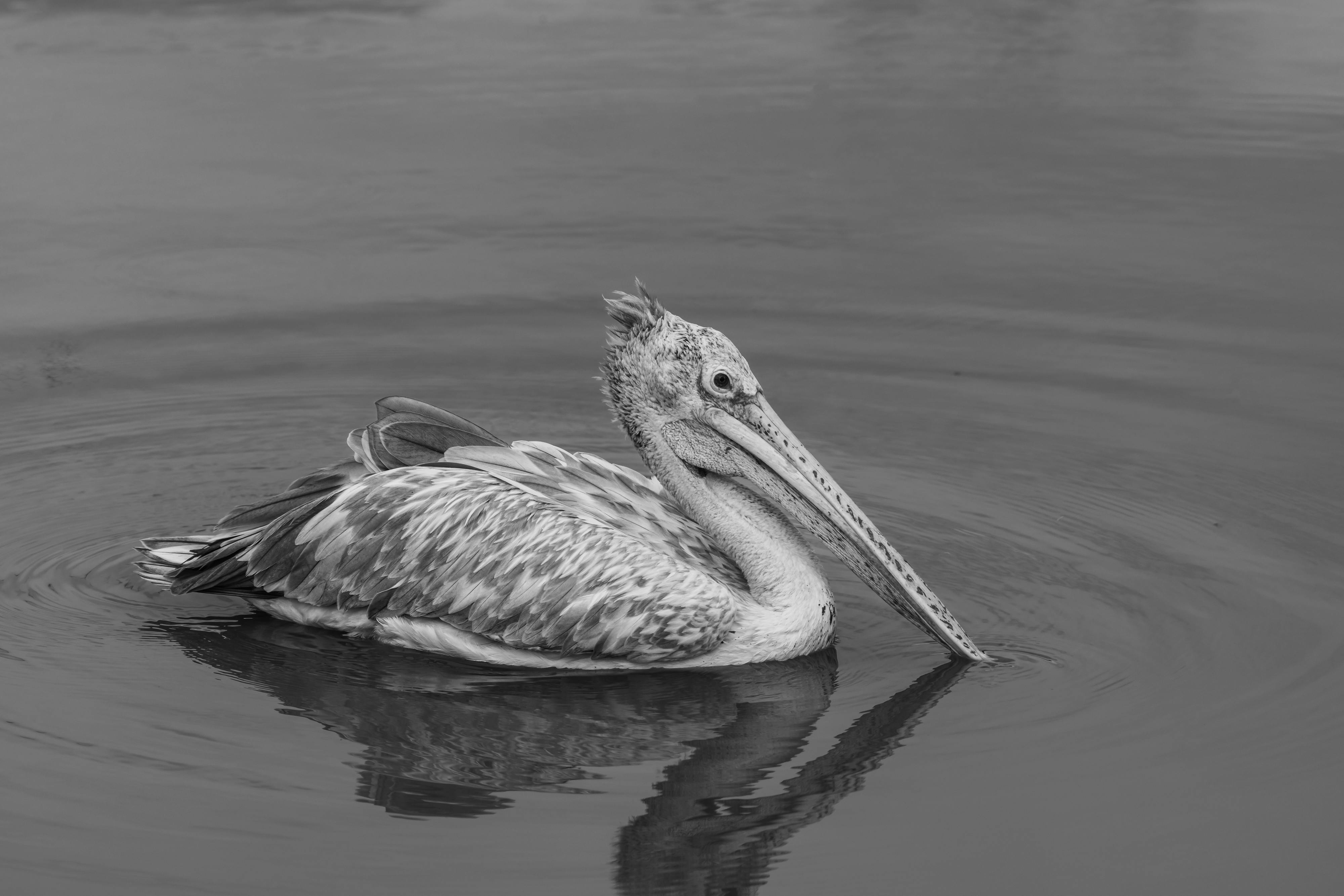 Is there a natural type of Viagra?