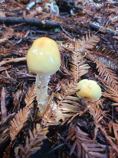 Gratis stockfoto met champignons, herfst bos, wilde paddenstoel