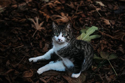 ネコ, ぶち猫, 動物の無料の写真素材