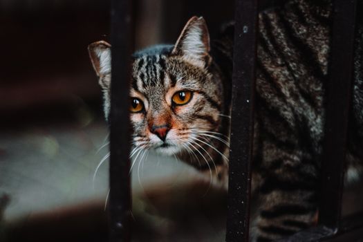 Close-up of a Stray Cat on the Metal Railing
