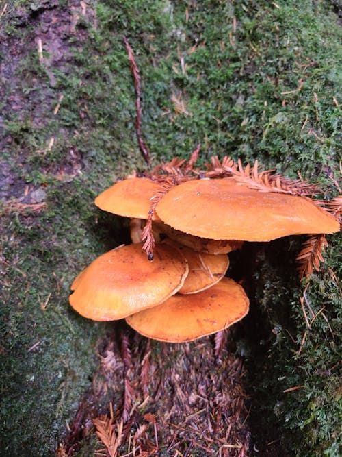 Gratis stockfoto met Bos, champignons, wilde paddenstoel