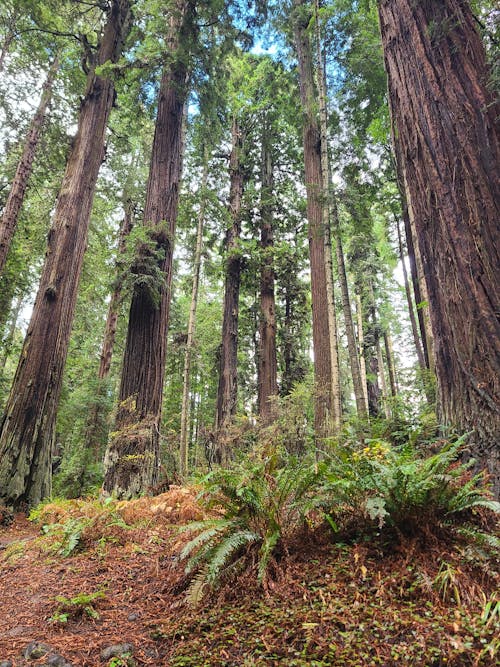 Gratis stockfoto met bomen, Bos, Californië